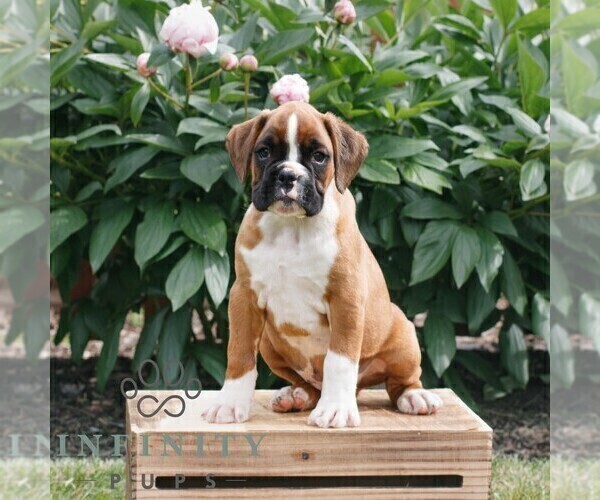 Medium Photo #1 Boxer Puppy For Sale in NARVON, PA, USA