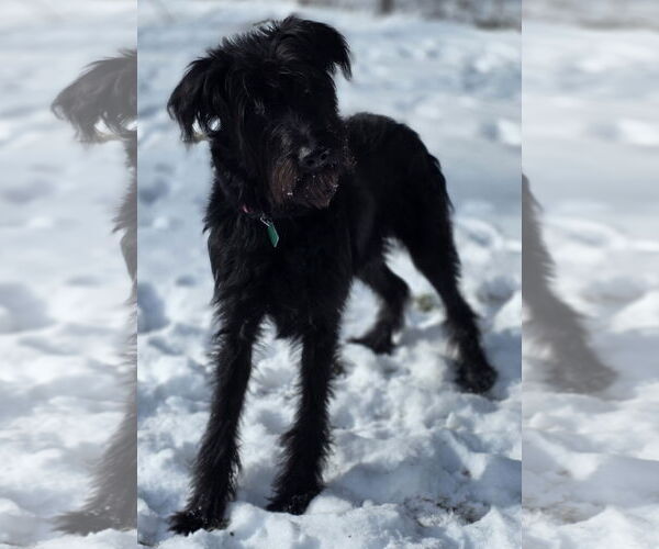 Medium Photo #3 Labradoodle Puppy For Sale in Clarkston, MI, USA