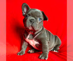 Puppy 3 French Bulldog