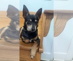 Small #1 Chihuahua