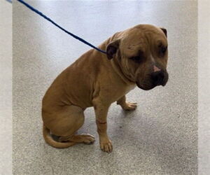 Mastiff-Unknown Mix Dogs for adoption in Pasadena, TX, USA