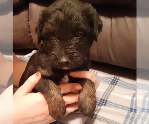 Border Collie-Goldendoodle Mix Puppy for sale in LEETONIA, OH, USA