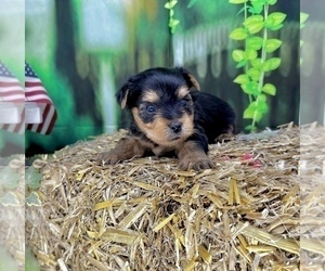 Yorkshire Terrier Puppy for sale in CASSVILLE, MO, USA