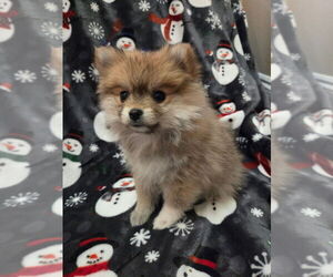 Pomeranian Puppy for Sale in CITRONELLE, Alabama USA