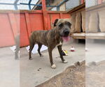 Small #5 Bullboxer Pit