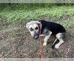 Small #1 Black Mouth Cur Mix