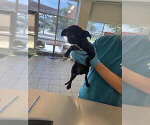 Chihuahua-Unknown Mix Dogs for adoption in San Antonio, TX, USA
