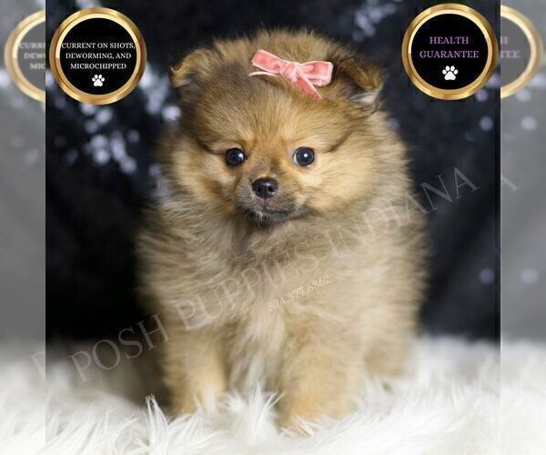 Medium Photo #1 Pomeranian Puppy For Sale in WARSAW, IN, USA