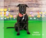 Small #1 American Pit Bull Terrier Mix