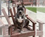 Small #6 American Bandogge mastiff