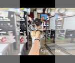 Small Photo #4 Mutt Puppy For Sale in Foristell, MO, USA