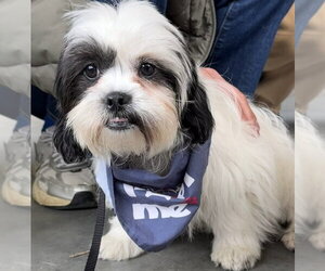 Shih Tzu Dogs for adoption in Oak Bluffs, MA, USA