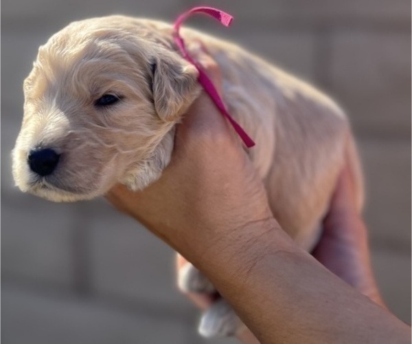 Medium Photo #26 Goldendoodle Puppy For Sale in PHOENIX, AZ, USA