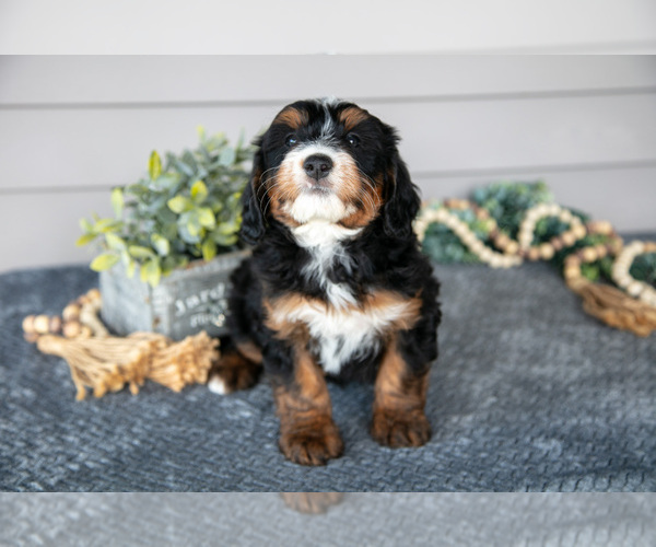 Medium Photo #2 Bernedoodle (Miniature) Puppy For Sale in WOLCOTTVILLE, IN, USA
