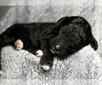 Small Photo #32 Goldendoodle Puppy For Sale in HOWARD CITY, MI, USA