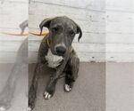 Small American Pit Bull Terrier Mix