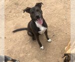 Small #1 American Pit Bull Terrier Mix