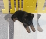 Small Photo #7 German Shepherd Dog Puppy For Sale in TORONTO, OH, USA