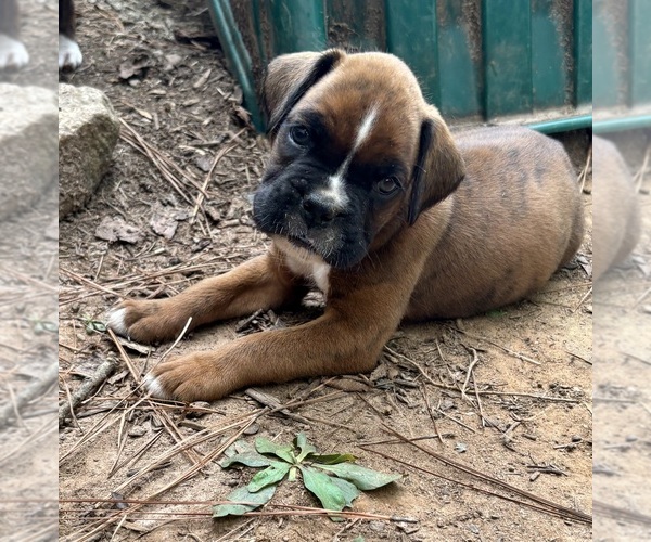 Medium Photo #1 Boxer Puppy For Sale in ABBEVILLE, SC, USA