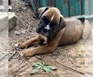 Boxer Puppy for sale in ABBEVILLE, SC, USA