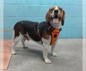 Beagle Dogs for adoption in Downey, CA, USA