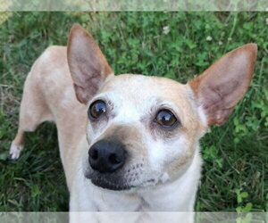 Chihuahua-Unknown Mix Dogs for adoption in Cookeville, TN, USA