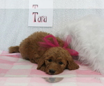 Puppy 4 Goldendoodle-Poodle (Standard) Mix