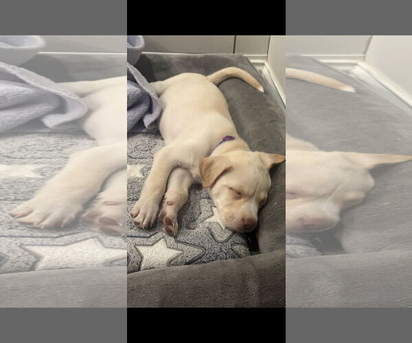 Medium Photo #3 Labrador Retriever-Unknown Mix Puppy For Sale in NYC, NY, USA