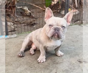Father of the French Bulldog puppies born on 03/30/2023