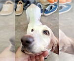Small #3 Basset Hound