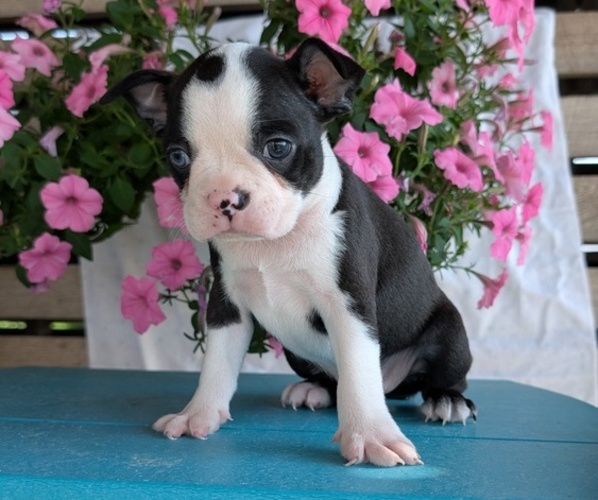 Medium Photo #31 Boston Terrier Puppy For Sale in GOSHEN, IN, USA