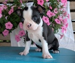 Small Photo #31 Boston Terrier Puppy For Sale in GOSHEN, IN, USA