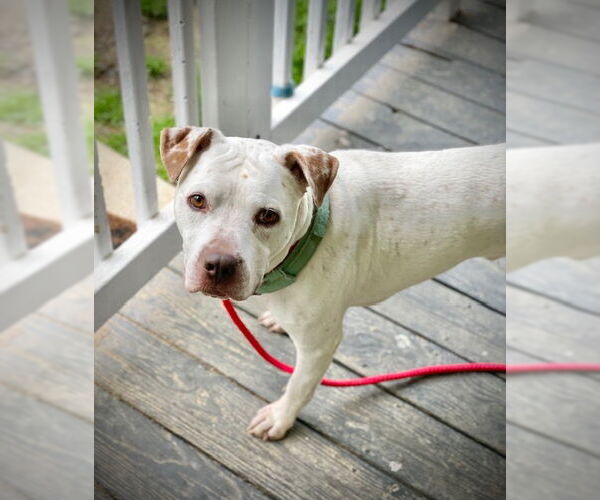 Medium Photo #17 American Bulldog-Unknown Mix Puppy For Sale in Calhoun, GA, USA