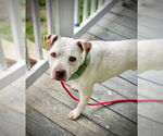 Small #16 American Bulldog Mix
