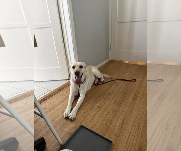 Medium Photo #8 Labrador Retriever-Unknown Mix Puppy For Sale in San Diego, CA, USA