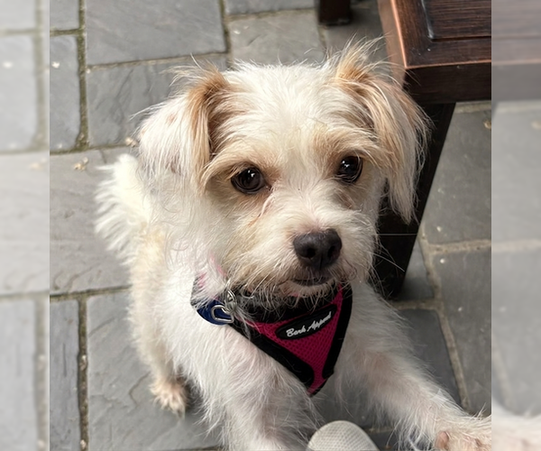 Medium Photo #2 Havanese-Unknown Mix Puppy For Sale in Genesee, WI, USA