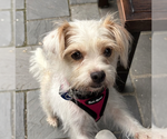 Small #1 Havanese Mix
