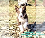 Small Photo #82 Border Collie Puppy For Sale in BYBEE, TN, USA