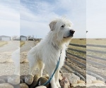 Small Photo #1 Anatolian Shepherd-Great Pyrenees Mix Puppy For Sale in CONRAD, MT, USA