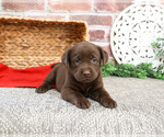 Small #3 Labrador Retriever