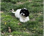 Small Cockapoo