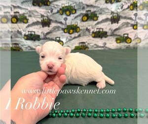 Maltese Puppy for sale in WINNSBORO, LA, USA