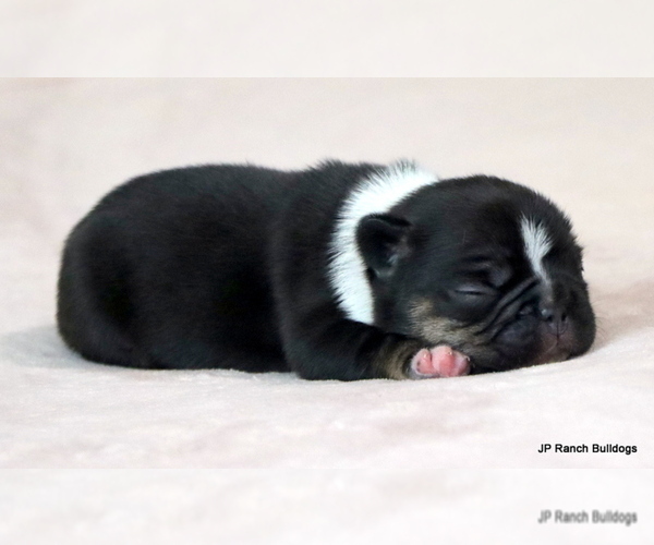 Medium Photo #5 French Bulldog Puppy For Sale in WINNSBORO, TX, USA