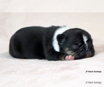 Small #4 French Bulldog