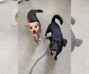 Wrecks Athens - Male Cheagle Dog for Adoption - Photo #3