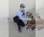 Small #2 Labrador Retriever Mix