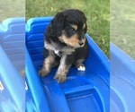 Small Photo #18 Bernedoodle Puppy For Sale in STEWARTSVILLE, NJ, USA