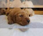 Small Photo #4 Golden Retriever Puppy For Sale in MADERA, CA, USA