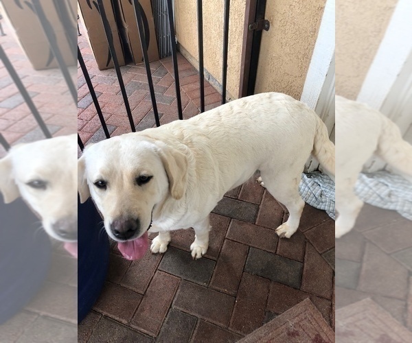 Medium Photo #1 Labrador Retriever Puppy For Sale in PITTSBURG, CA, USA