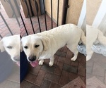 Small Photo #1 Labrador Retriever Puppy For Sale in PITTSBURG, CA, USA